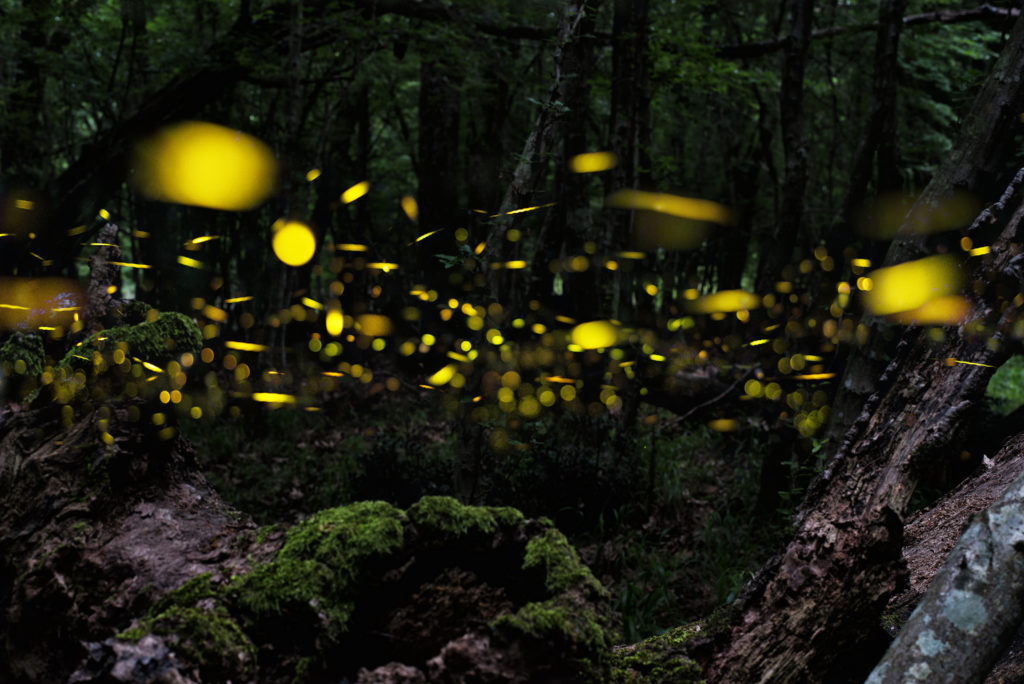 Synchronous Fireflies ViewingThe Official Pigeon Forge Chamber of Commerce