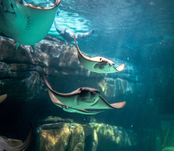 Ripley's Aquarium of the Smokies Pic 4