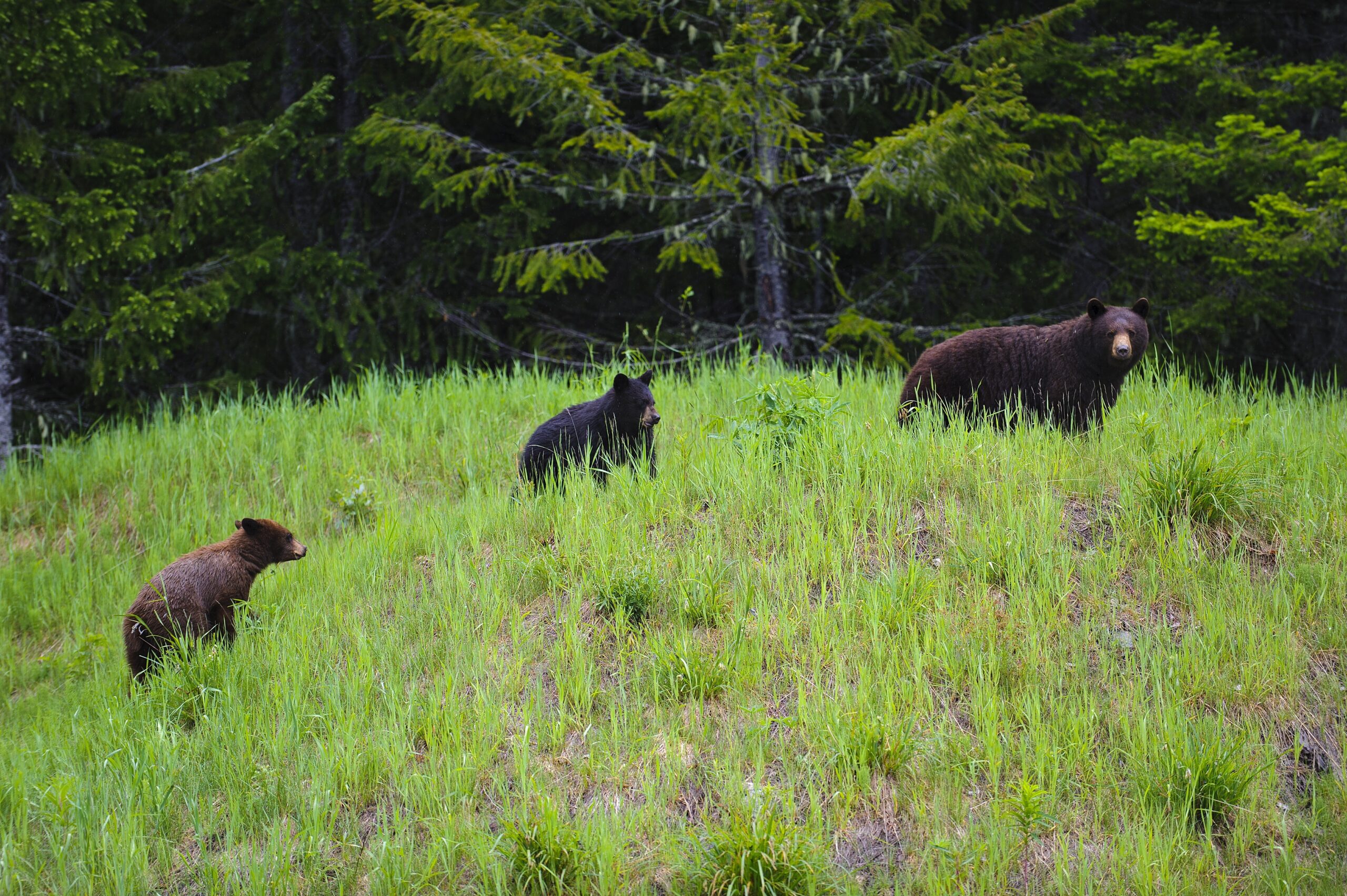 Black Bear with 2 Cubs