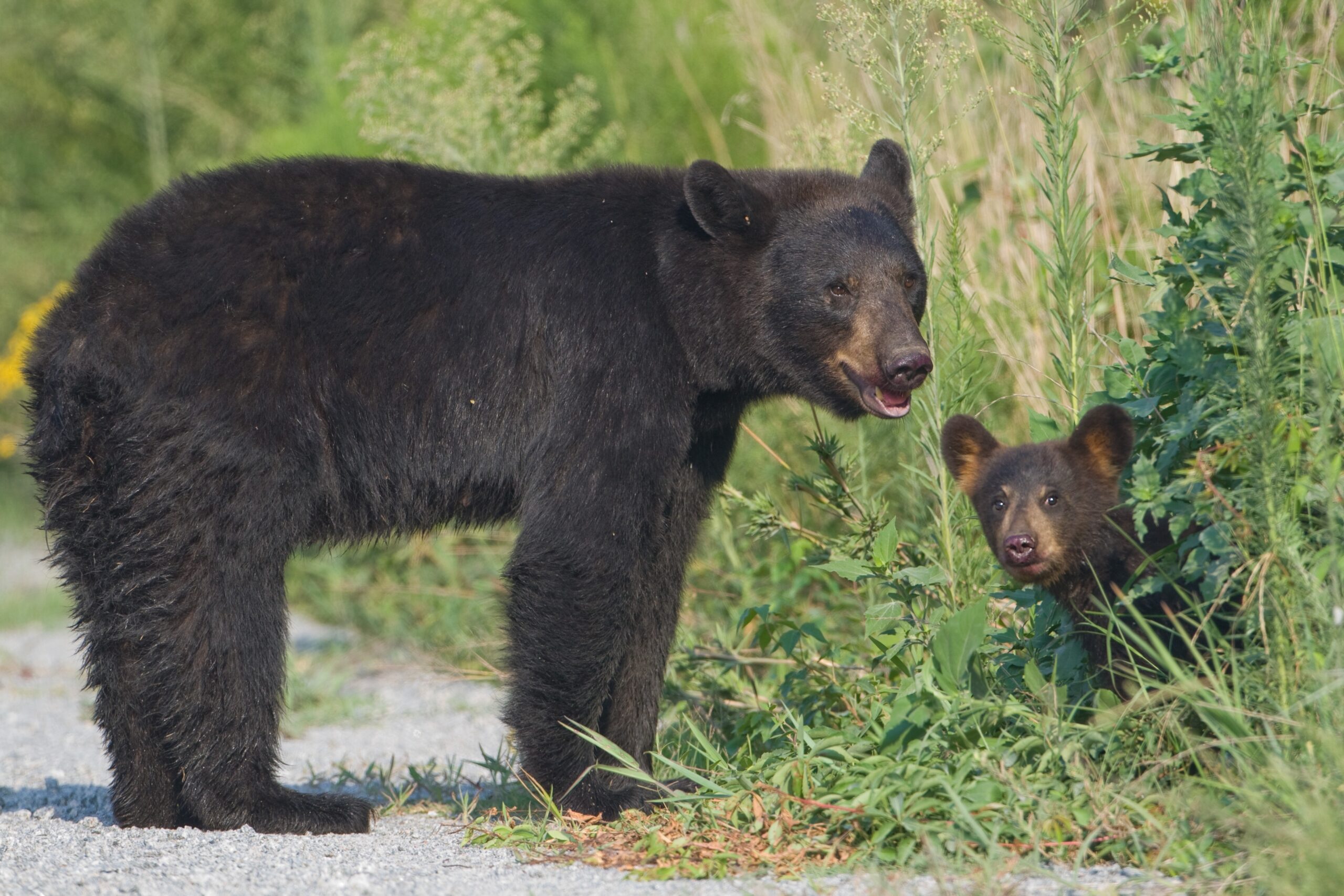 Black Bear with Cub