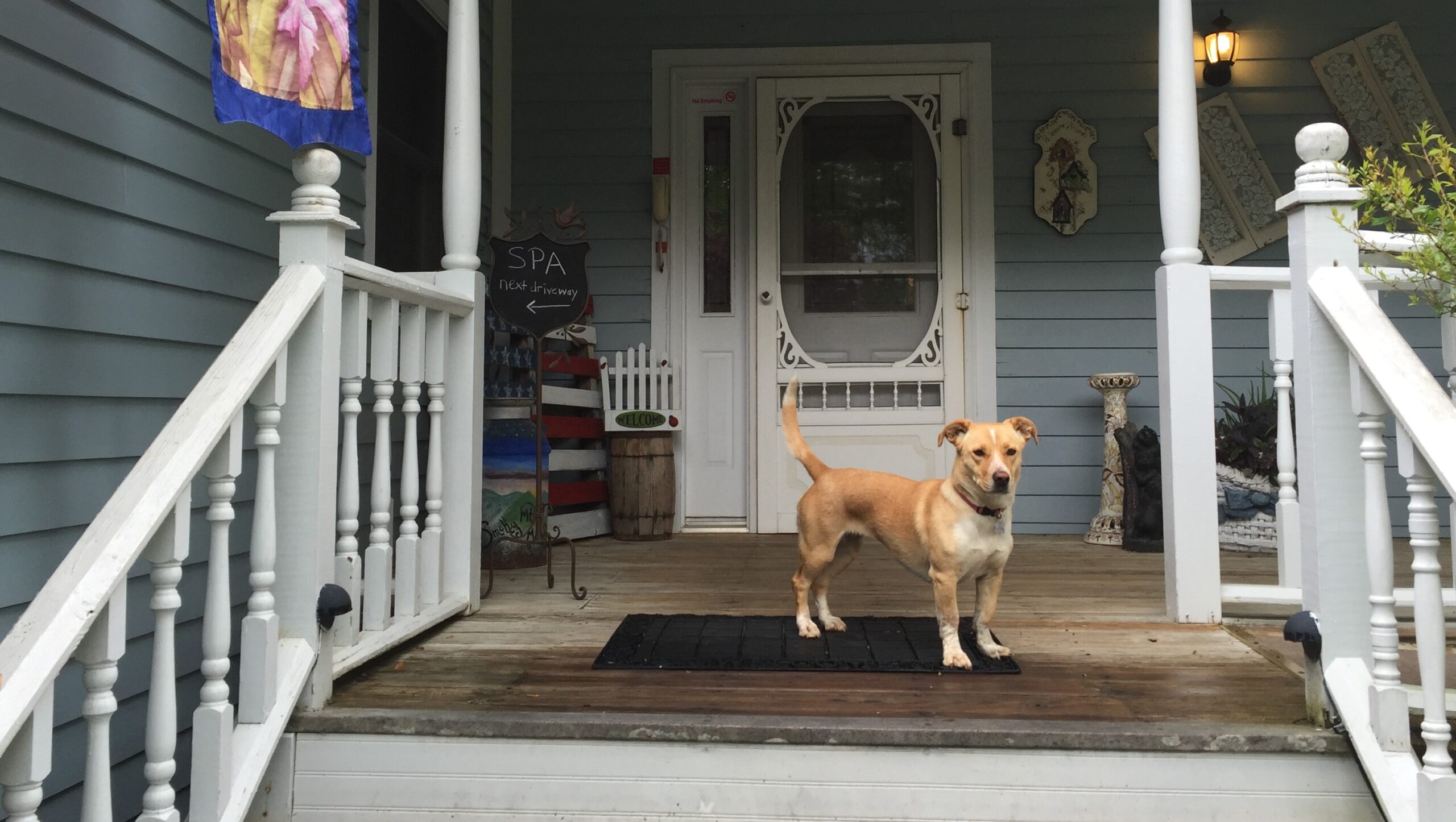 Cute dog at Blue Mountain Mist Inn and Cottages