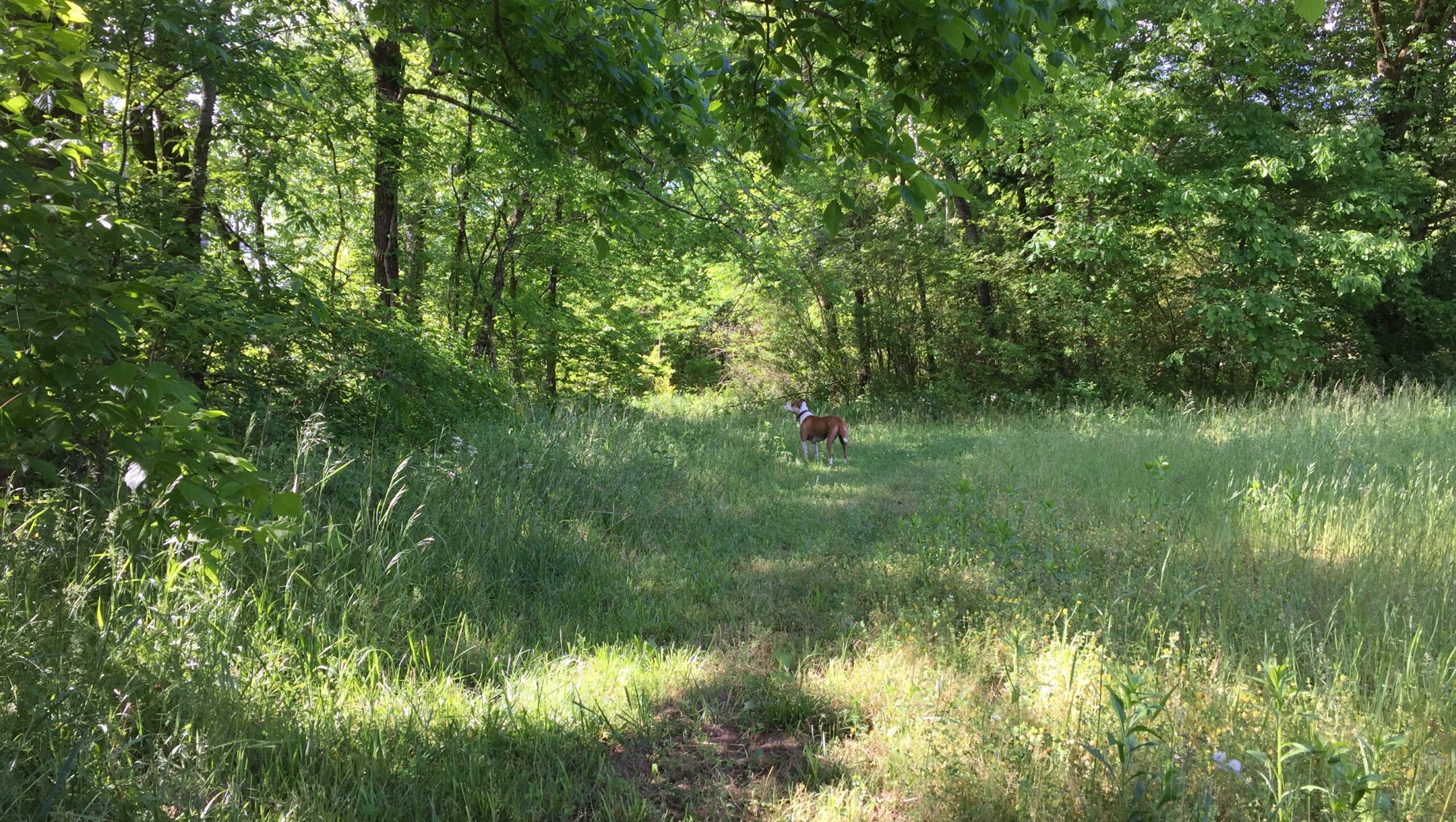 walking trail at Creekwalk Inn and Cabins