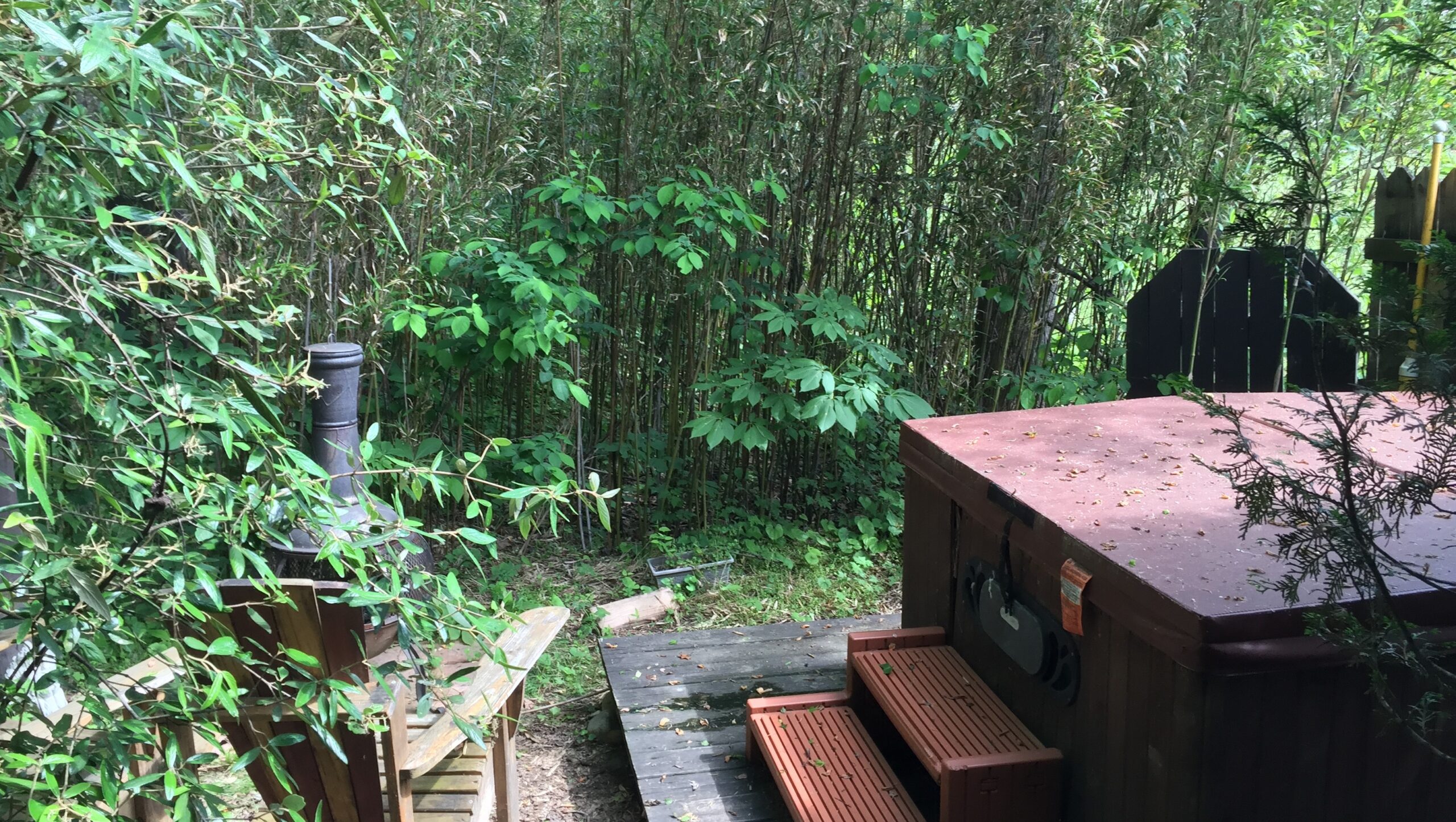 bamboo thicket surrounding hot tub at Creekwalk Inn and Cabins