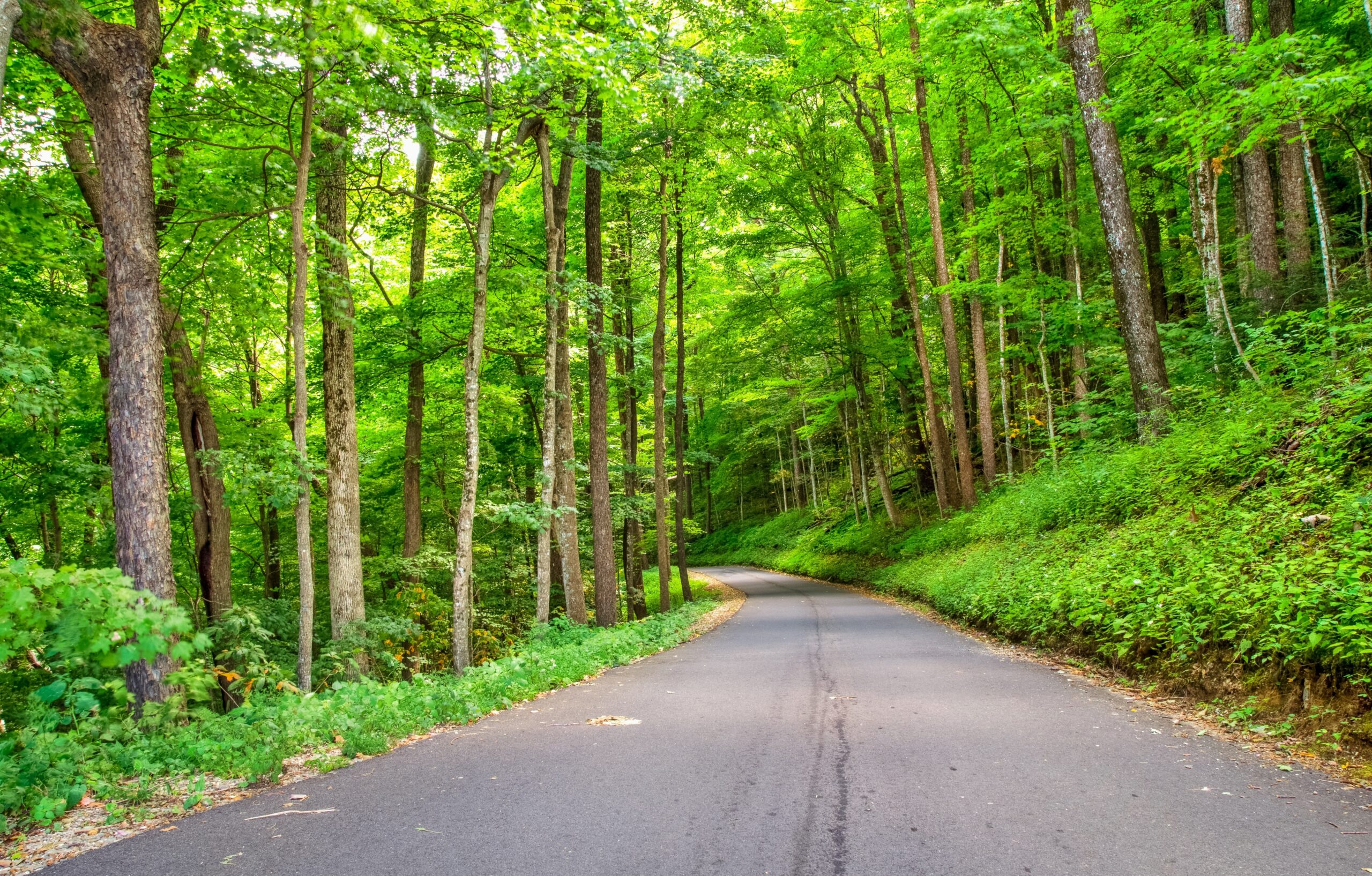 The Best Car Rides in the Smoky Mountains