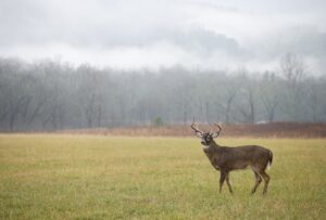 A white-tailed buck in a meadow 