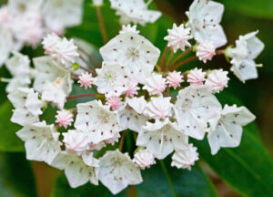 The Absolute Best Places to See the Smoky Mountain Wildflowers