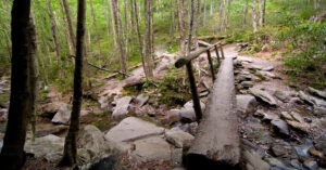 Hiking in the Great Smoky Mountain