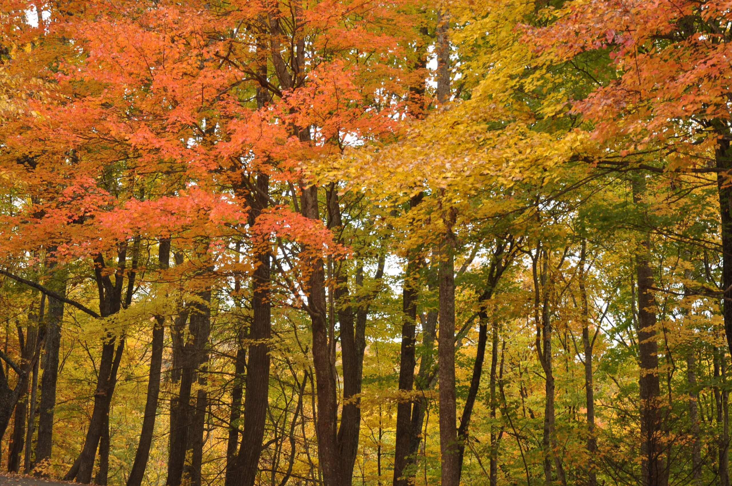 fall colors in the smokies