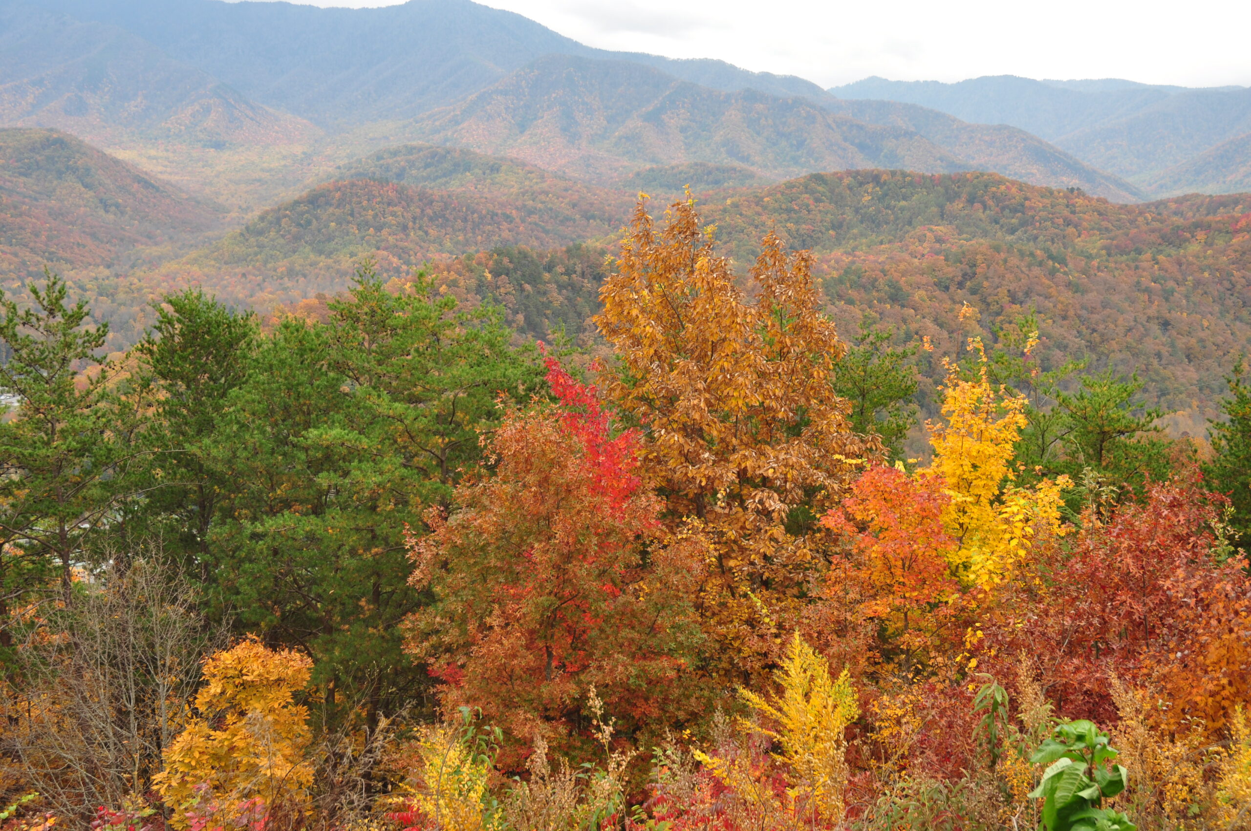 Great Smoky Mountain Fall Colors